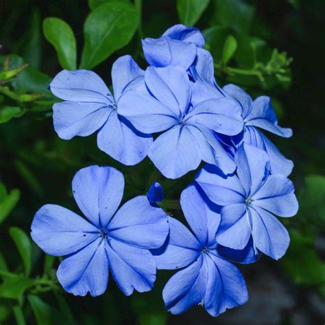 Plumbago Royal Cape - Garden Variety