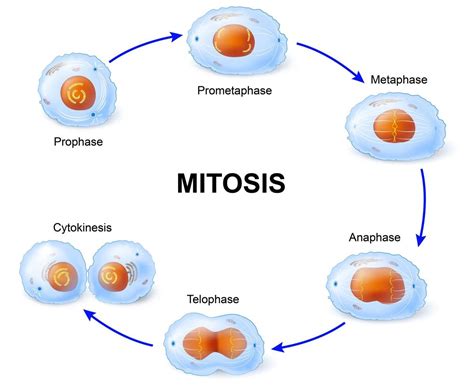 Gambar Proses Mitosis