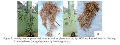 Effectiveness of bionematicide from Purpureocillium lilacinum in controlling root-knot nematodes ...