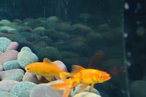 How To Treat Goldfish Fin Rot? (+Symptoms+Causes+Prevention)