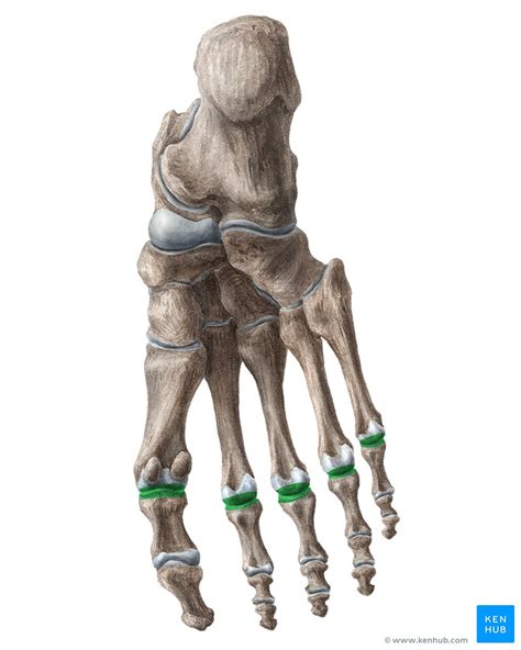 Metatarsophalangeal (MTP) joints: Bones, movements, musc | Kenhub