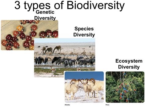 Types of Biodiversity: Genetic, Species, Ecological, Videos and Examples