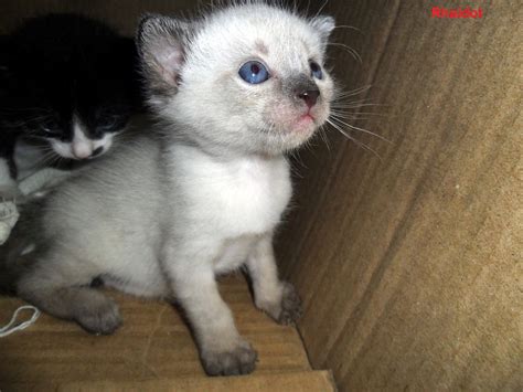 Gatos Bebes Para Adopción En Roldanillo