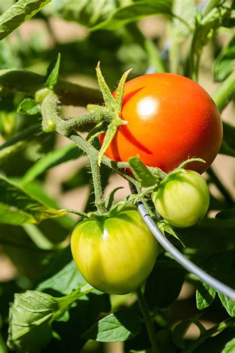 Early Girl tomato 🍅 🌱 Discover the benefits of this fast-growing variety