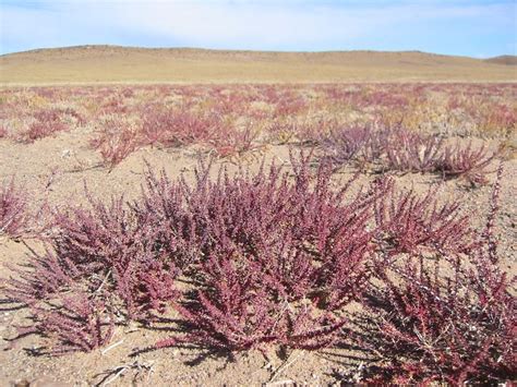 Plants - Gobi Desert