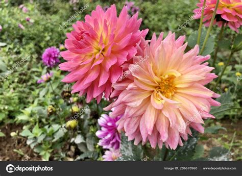 Pink Dahlia Flower Garden — Stock Photo © Imaginechina-Tuchong #296670960