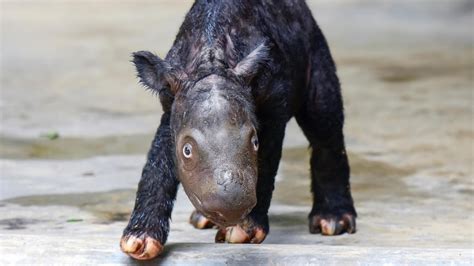 Endangered Sumatran rhinoceros born in Indonesian sanctuary - ABC News