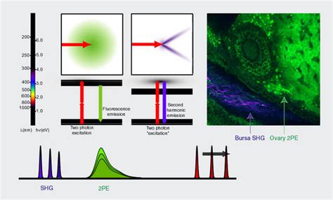 SecondHarmonicGeneration | Scientific Volume Imaging