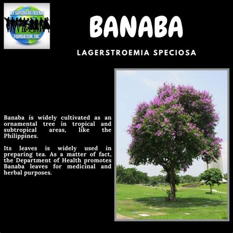 Banaba is widely cultivated as an ornamental tree in tropical and ...