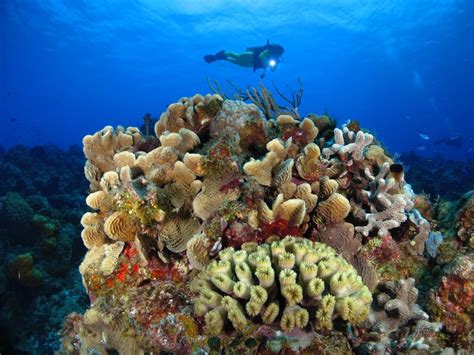 Scuba diving in COZUMEL with Dressel Divers