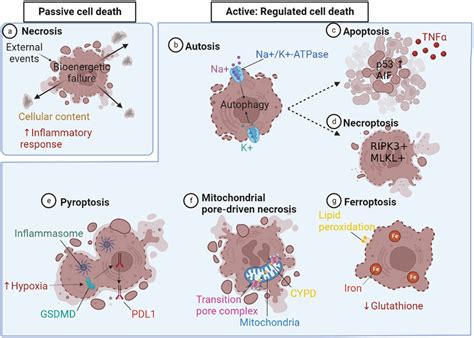 Types of cell death. Passive cell death; a Necrosis is a form of death ...