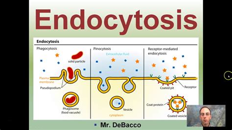 Endocytosis - YouTube