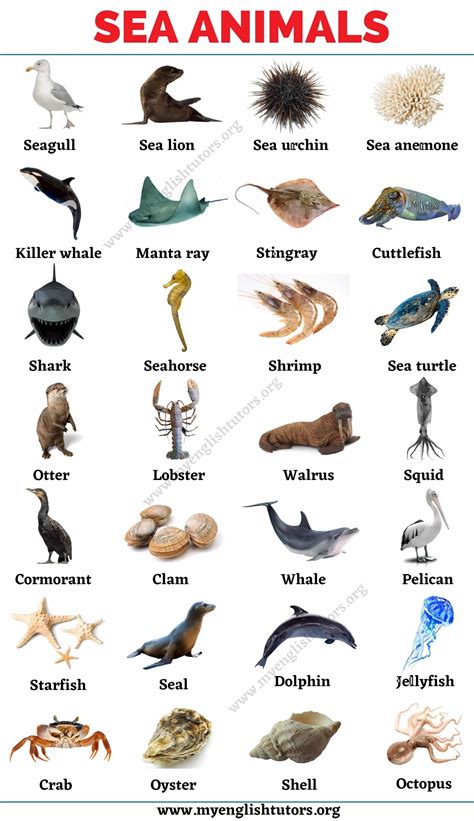 Sea Animals: List of 25+ Animals that Live in the Sea with the Picture! - My English Tutors