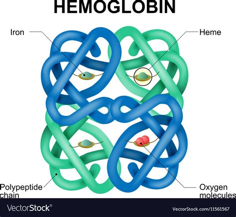 Hemoglobin molecule Royalty Free Vector Image - VectorStock