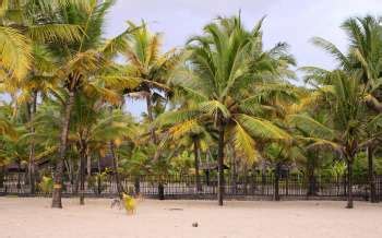 Marari Beach / Kerala / India // World Beach Guide