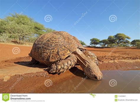 Close-up of a Leopard Tortoise Drinking Water Stock Image - Image of ...