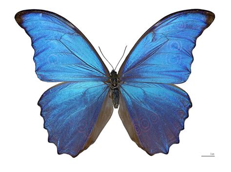 Butterfly wings inspire new technologies: from fabrics and cosmetics to sensors