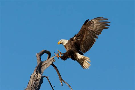 50 Majestic Bald Eagle Facts That Soar High In The Sky - Facts.net