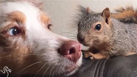 Rescue Squirrel Loves Cuddling With His Dog - YouTube