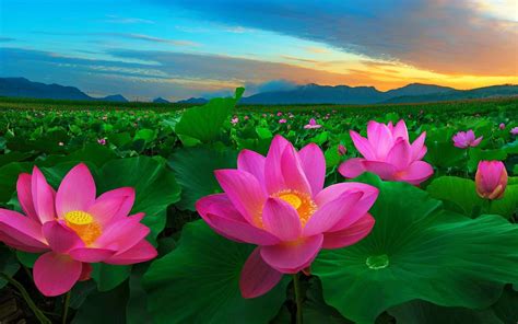 Vietnam national flower: A unique cultural symbol to discover