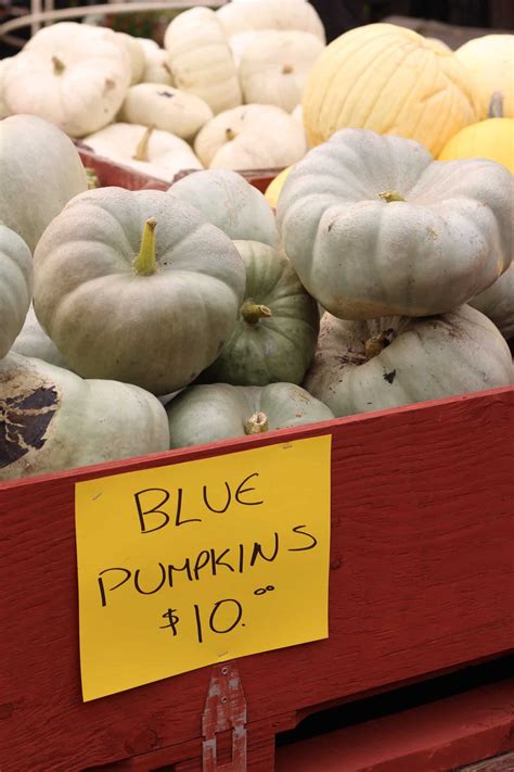 Blue Doll pumpkin 🎃 💙 Grow and savor this unique, vibrant squash!