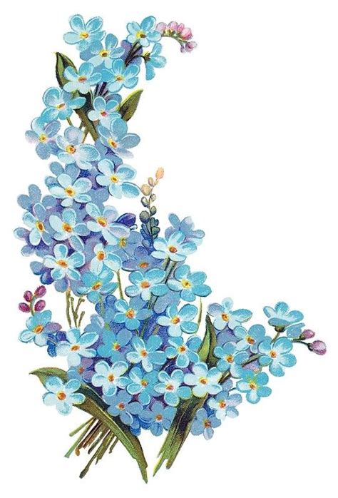 Colour illustration of forget-me-nots (genus myosotis). From an ...