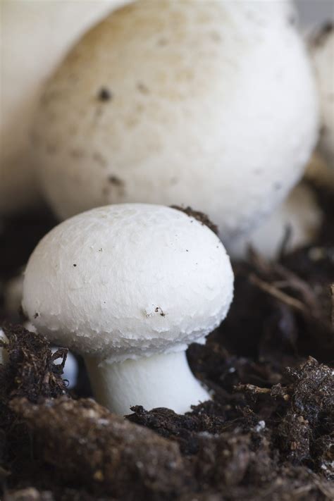 Care Of Button Mushrooms: Learn About Growing White Button Mushrooms ...