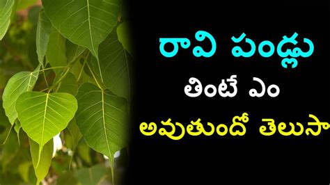 raavi chettu pandlu benfits in telugu| raavi pandu upayogalu | sacred fig fruit uses | mulika ...