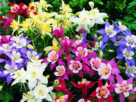 How to Grow and Care for Columbine Plants - World of Flowering Plants