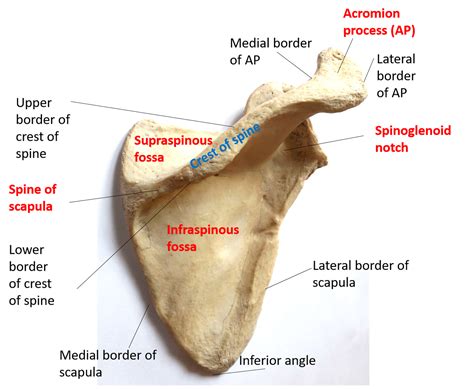 Scapular Spine Anatomy