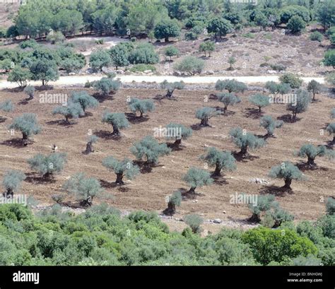 Israel Galilee olive trees Mount Tabor olives tree landscape agriculture grove farming ...