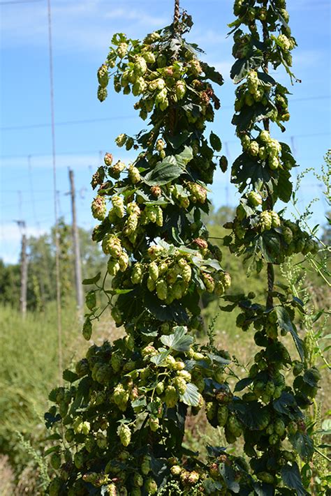 Cascade Hops (Humulus lupulus 'Cascade') in Winnipeg Whyte Ridge ...