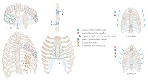 Intercostal Space Numbering