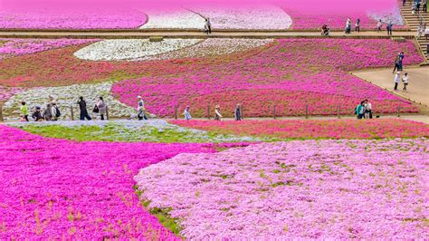 Bing HD Wallpaper : Pretty in pink - Bing Wallpaper Gallery