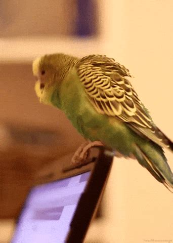 Budgerigar GIFs - Find & Share on GIPHY