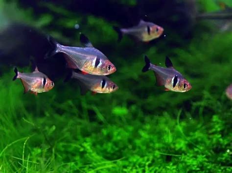 Black Phantom Tetra Care & Species Overview | Fishkeeping World