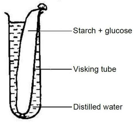 Diagram shows the apparatus set-up to show the absorption of glucose using a visking tube. The ...