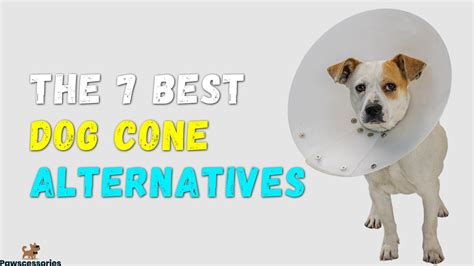 7 Best Dog Cone Alternatives That Actually Work (Vet Reviewed)