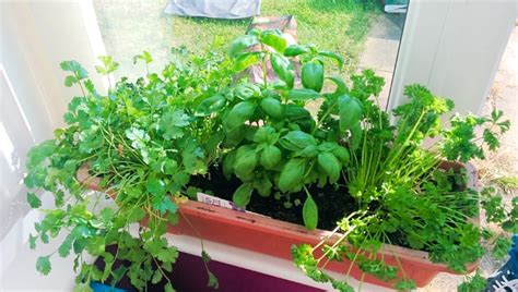 Growing Vegetables Indoors: 3 Simple Steps for Beginners