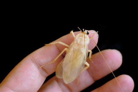 What The Heck Is A White Roach – Babyroaches