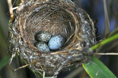 Birds call fowl on cuckoo's antics | Science | AAAS