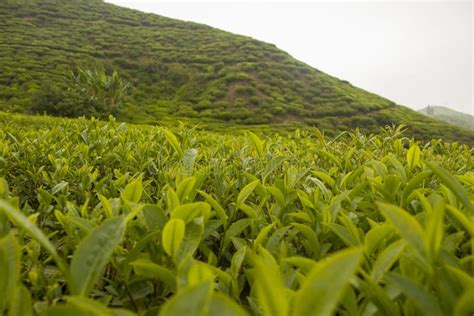 Ilam Tea Garden Farm in Kanyam Illam Stock Image - Image of environment, beautiful: 263483625