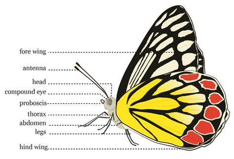 Butterfly Wing Anatomy