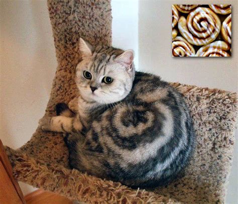 Picture of a cute cat with a cinnamon bun coat – Michael Broad