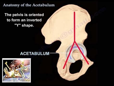 Acetabular Anatomy - Anatomy Book