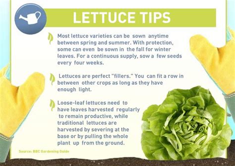 Grow some lettuce in your garden! | Edible garden, Gardening tips, Fruit garden