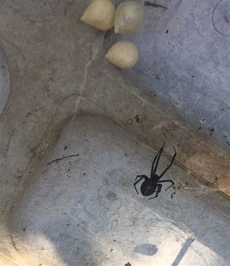 I saw my first ever black widow! (Central California) : r/spiders