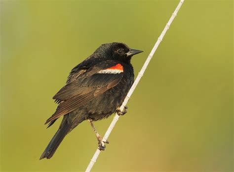 TricoloredBlackbirdp