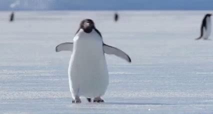 Penguin Walk GIF - Penguin Walk - Discover & Share GIFs