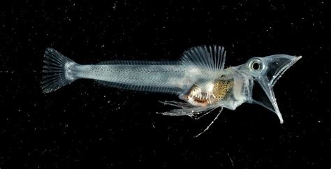 Icefish Photograph by British Antarctic Survey/science Photo Library - Pixels